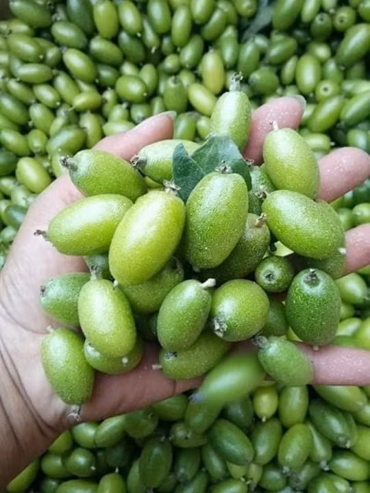 Mọi nguyên liệu đã đầy đủ rồi, việc bây giờ chỉ là cuốn – chấm – ăn. Những lát bắp cải trắng nõn nà, đặt một miếng nhót xanh, rau mùi, lá tỏi kèm với miếng gừng vàng tươi sau đó từ từ cuốn chặt rồi chấm vào bát chẩm chéo rồi cho vào miệng nhai. Chắc chắn, một vị ấn tượng sẽ không thể nào quên được.