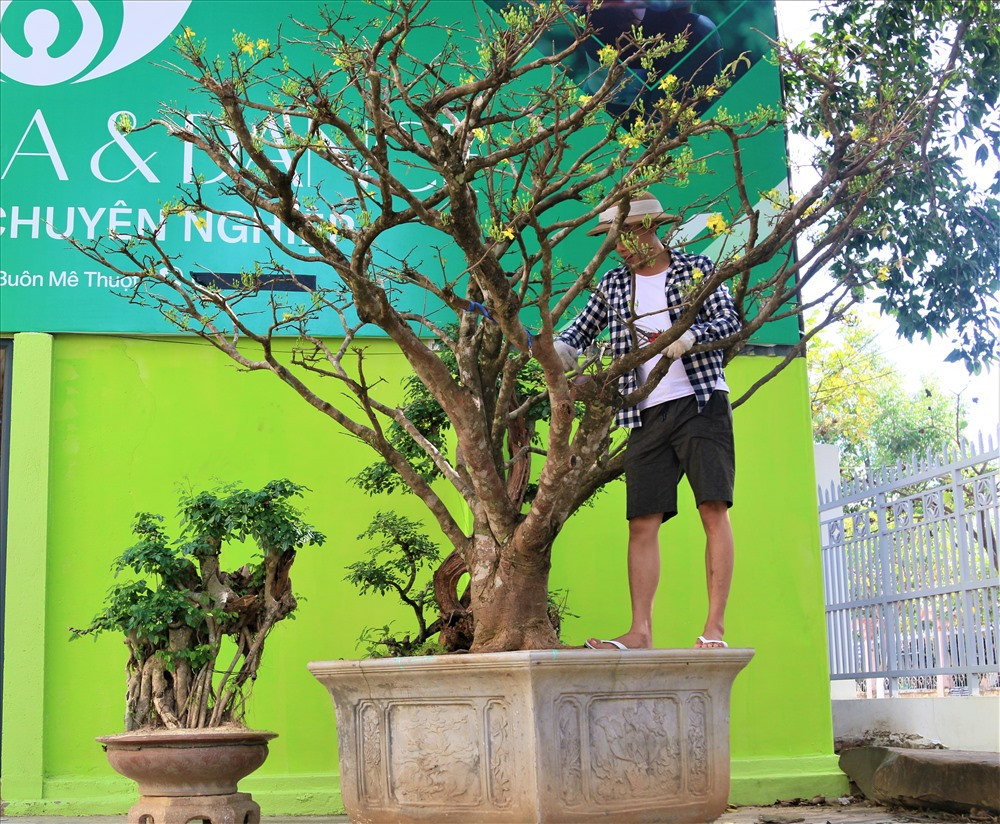 Ngoài ra, dịp Tết Nguyên đán này ông còn rao bán một cây mai vàng 5 cánh rất đẹp có đường kính từ 25 đến 30cm. Giá của cây mai vàng này vào khoảng 150 triệu đồng. Ảnh: B.T