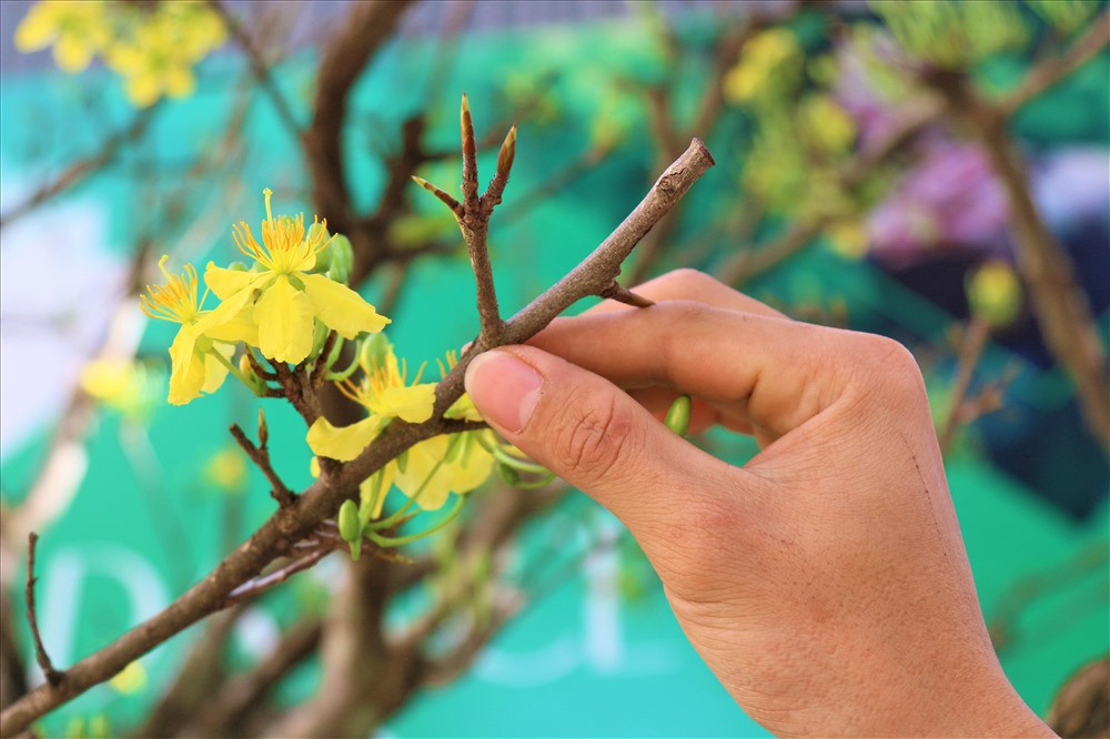 Ông Sanh và con trai của mình đã đổ tâm huyết khá nhiều vào cây mai vàng này và theo ông mức giá đó là hợp lý. Bất kỳ ai sành chơi mai chắc chắn sẽ không bất ngờ với mức giá được ông Sanh đưa ra. Ảnh: B.T