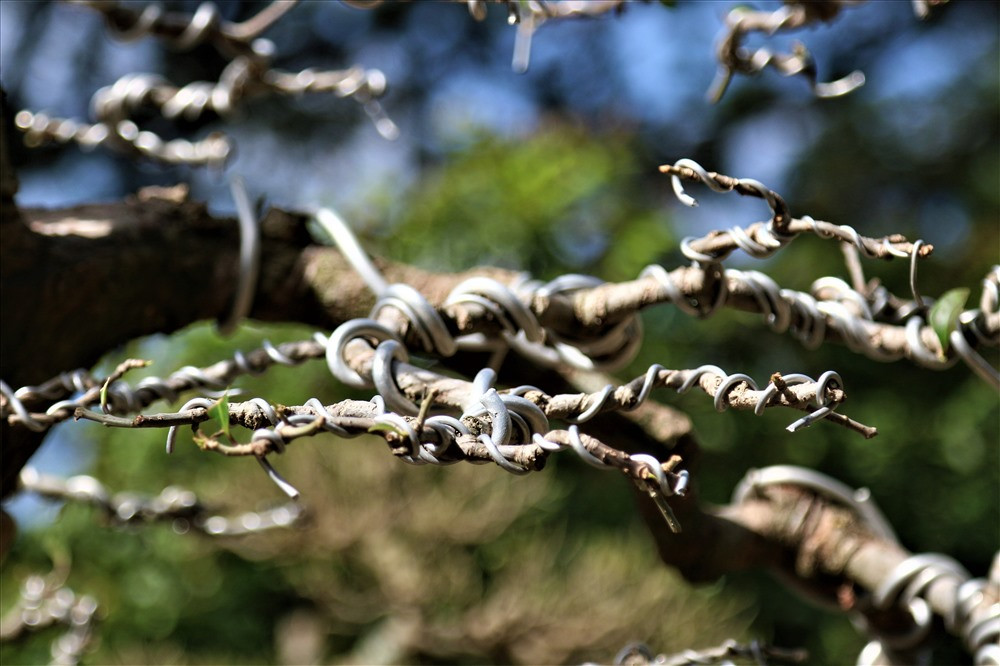 Các nhành cây được uốn cẩn thận, sẵn sàng chiều lòng những vị khách khó tính nhất. Ảnh: B.T