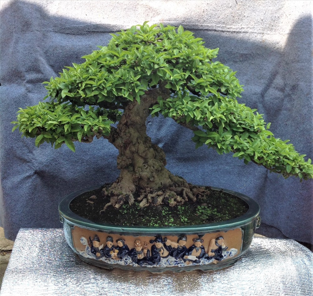 Cây mai chiếu thủy của ông Sanh đạt được giải vàng ở Festival ''Sản phẩm nông nghiệp và làng nghề Hà Nội'' tổ chức lần đầu tiên hồi tháng 12/2019. Cây khế 19 thân cực kỳ hiếm, khách trả hơn 300 triệu vẫn chưa bán-10 Cây khế 19 thân cực kỳ hiếm, khách trả hơn 300 triệu vẫn chưa bán-15