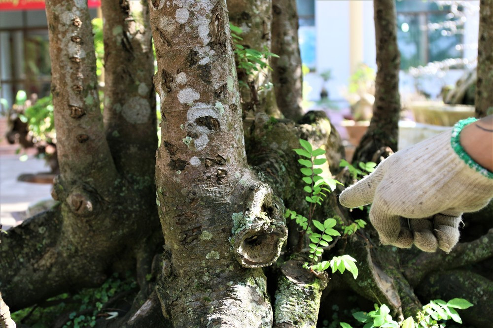 "Chơi cây cảnh đã được hơn 30 năm nay nhưng đây là một trong những cây tôi ưng ý nhất. Nó nặng đến hơn 1 tấn, tôi dự tính sẽ tiếp tục tạo tác thêm để cây có hồn hơn. Có thể tôi sẽ bổ sung thêm 1 nhà rông, trâu, và một dãy núi phía sau... để nó trở thành một tác phẩm có tên gọi là ''Quê Hương''. Khi đó, giá trị của nó chắc chắn sẽ không nằm ở mức 300 triệu như bây giờ" - ông Sanh hào hứng nói. Ảnh: B.T