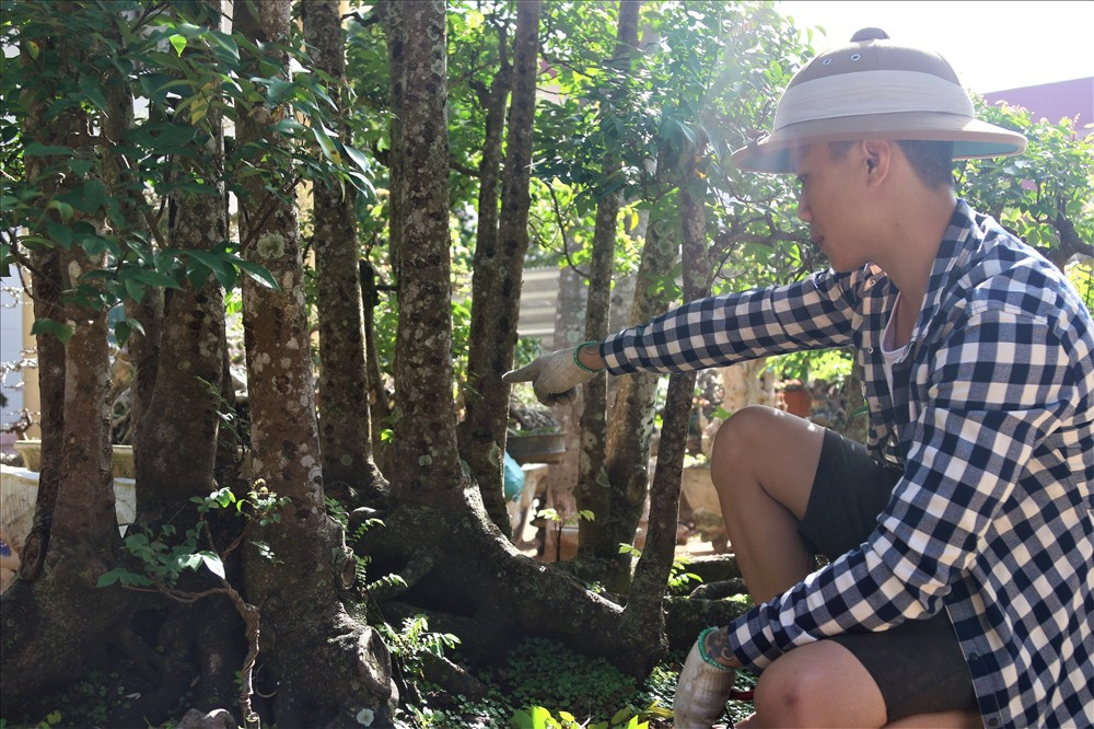 ''Nói cây khế 19 thân cực kỳ hiếm gặp bởi vì các cầu nối rễ của cây dính liền nhau, chứng tỏ nó không phải là cây ghép. Thân của nó dài và thẳng, sinh trưởng tự nhiên, đồng đều. Ở Việt Nam này rất khó để tìm được cây thứ hai đẹp như thế này. Hiện đã có khách sẵn sàng trả đến hơn 300 triệu nhưng tôi vẫn từ chối", ông Sanh cho hay. Ảnh: B.T