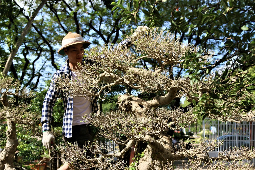 Một cây sanh khác cũng rất đẹp và có cái tên khá hay ''bạc phong hồi đầu'' cũng đang được ông Sanh rao bán. Ảnh: B.T