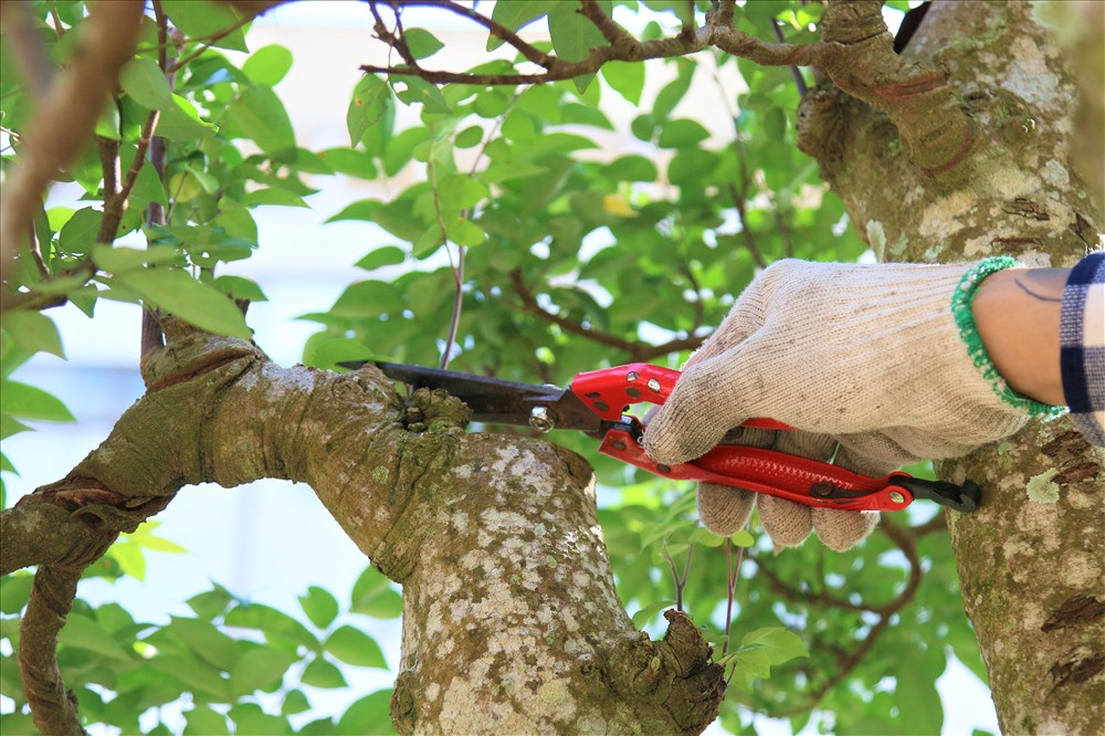 "Chơi cây cảnh đã được hơn 30 năm nay nhưng đây là một trong những cây tôi ưng ý nhất. Nó nặng đến hơn 1 tấn, tôi dự tính sẽ tiếp tục tạo tác thêm để cây có hồn hơn. Có thể tôi sẽ bổ sung thêm 1 nhà rông, trâu, và một dãy núi phía sau... để nó trở thành một tác phẩm có tên gọi là ''Quê Hương''. Khi đó, giá trị của nó chắc chắn sẽ không nằm ở mức 300 triệu như bây giờ" - ông Sanh hào hứng nói. Ảnh: B.T