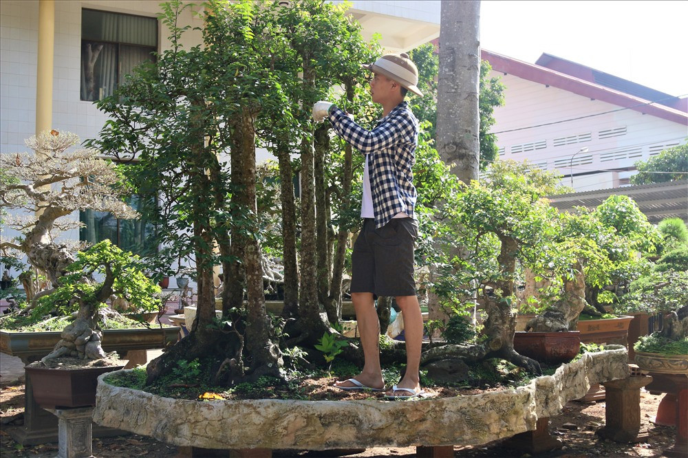 Nổi bật nhất là cây khế có 19 thân cực kỳ hiếm gặp. Cây khế này ông mua được từ một người bạn ở huyện Krông Năng, tỉnh Đắk Lắk với giá gần 100 triệu đồng... Ảnh: B.T