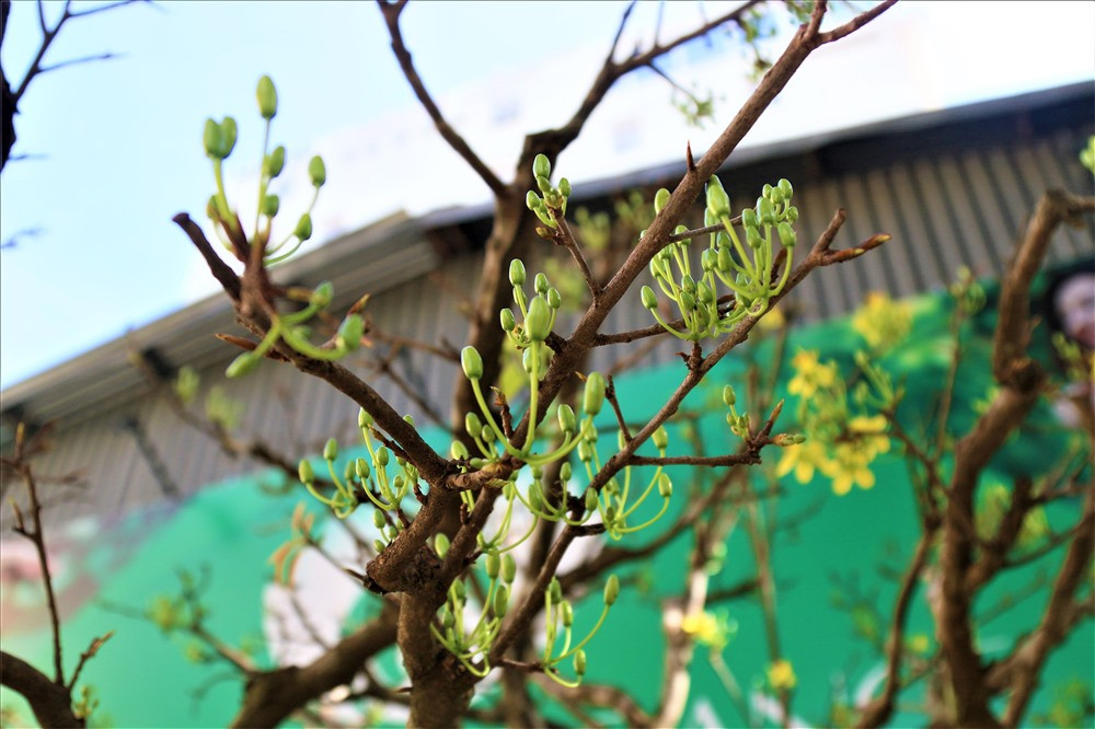 Những ngày cuối năm, thời tiết khu vực Tây Nguyên khá thuận lợi để cây cảnh như mai, đào, cúc... phát triển.