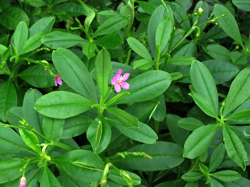 Cũng theo lương y Vũ Quốc Trung, với những đặc tính trên, chúng ta có thể sử dụng sâm đất để chữa bệnh. Ở Việt Nam, người ta thường sử dụng sâm đất để trị ho, chữa bệnh gan hoặc phù thũng,…