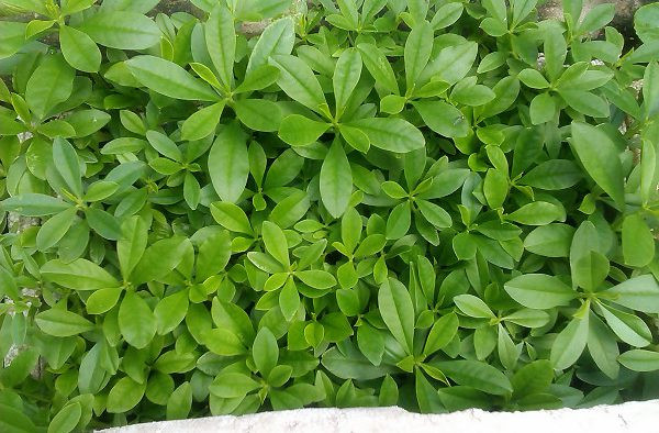 Ở một số tỉnh của Trung Quốc, sâm đất được trồng làm cảnh, lấy rau ăn và củ được dùng làm thuốc bổ thay sâm khi cần thiết.