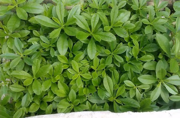 Ở một số tỉnh của Trung Quốc, sâm đất được trồng làm cảnh, lấy rau ăn và củ được dùng làm thuốc bổ thay sâm khi cần thiết.