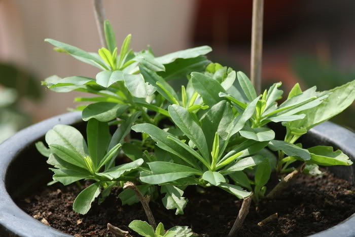 Việc sử dụng sâm đất phải hợp lý, đúng người, đúng bệnh, đúng liều lượng và nên tham khảo ý kiến thầy thuốc để mang lại hiệu quả cao nhất từ loại thảo dược này. Ảnh: Internet.