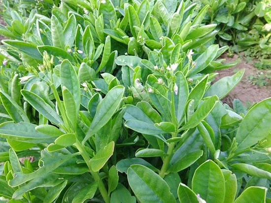 Tuy có nhiều tác dụng có lợi cho sức khỏe, nhưng sâm đất cũng có thể gây độc nếu sử dụng quá liều lượng, với những biểu hiện ngộ độc như nôn mửa và ra nhiều mồ hôi.