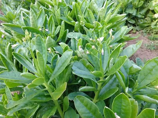 Tuy có nhiều tác dụng có lợi cho sức khỏe, nhưng sâm đất cũng có thể gây độc nếu sử dụng quá liều lượng, với những biểu hiện ngộ độc như nôn mửa và ra nhiều mồ hôi.