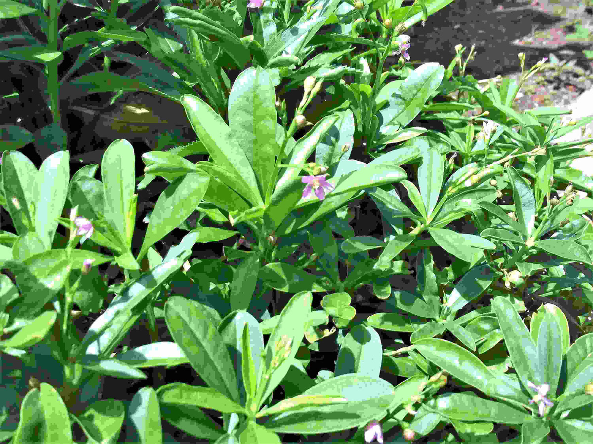 Bên cạnh đó, củ sâm đất còn chứa một loại đường gọi là fructooligosaccharide, có thể làm giảm mức triglycerides và lipoprotein đến mức thấp nhất, từ đó làm giảm cholesterol xấu trong cơ thể.