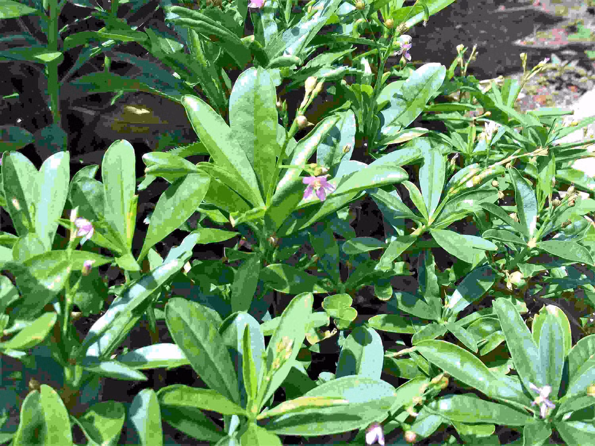 Bên cạnh đó, củ sâm đất còn chứa một loại đường gọi là fructooligosaccharide, có thể làm giảm mức triglycerides và lipoprotein đến mức thấp nhất, từ đó làm giảm cholesterol xấu trong cơ thể.