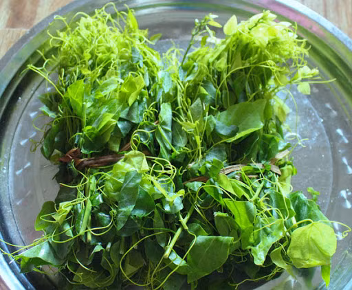 Đồng bào miền núi thường lấy và sử dụng toàn thân cây bò khai: thân, cành lá còn tươi hoặc đã phơi khô để sắc nước uống chữa viêm gan do siêu vi thường gặp ở phụ nữ và trẻ em, viêm đường tiết niệu, tiểu tiện không thông hoặc dùng nước sắc cây bò khai đều đặn để tán sỏi ở người bị sỏi thận. Ảnh: Internet. Video "Chế biến món ngon từ nấm đông cô". Nguồn: VTC.