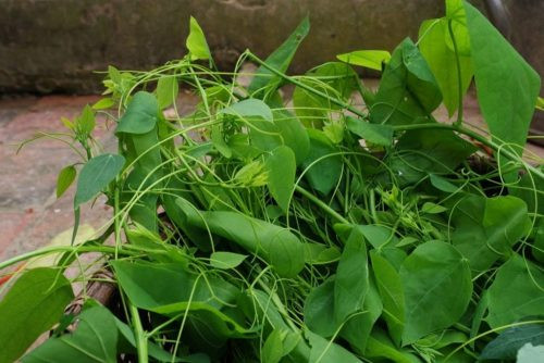 Phần ngọn và lá non của rau bò khai thường được chế biến thành nhiều món ăn hấp dẫn như luộc, xào tỏi, xào thịt, nấu canh...