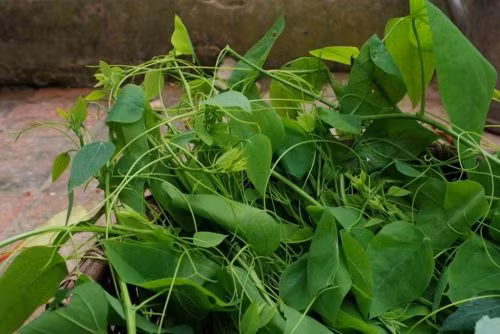 Phần ngọn và lá non của rau bò khai thường được chế biến thành nhiều món ăn hấp dẫn như luộc, xào tỏi, xào thịt, nấu canh...