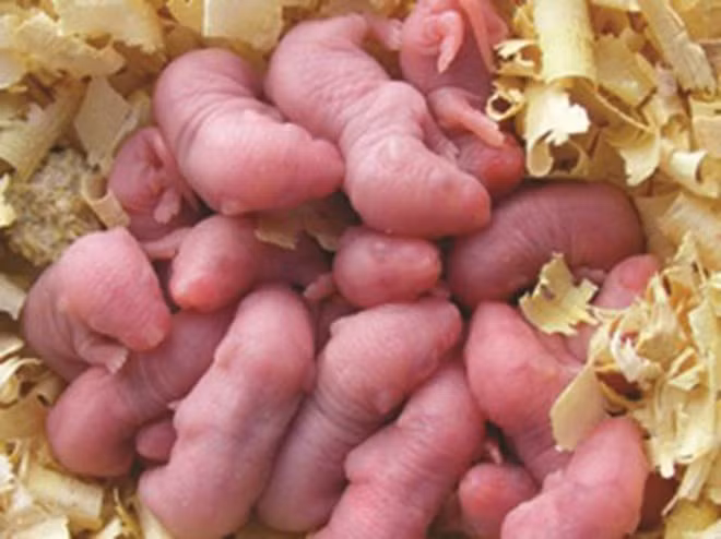 Bên cạnh hà nàm rắn, hà nàm chuột là thứ dễ kiếm hơn, nhưng cũng không kém phần kinh dị. Bào thai chuột non còn đỏ hỏn, không qua chế biến nhưng lại được cho là "sạch nhất" bởi còn chưa rời bụng mẹ, là món ăn kinh dị tăng cường sinh lực cho quý ông.