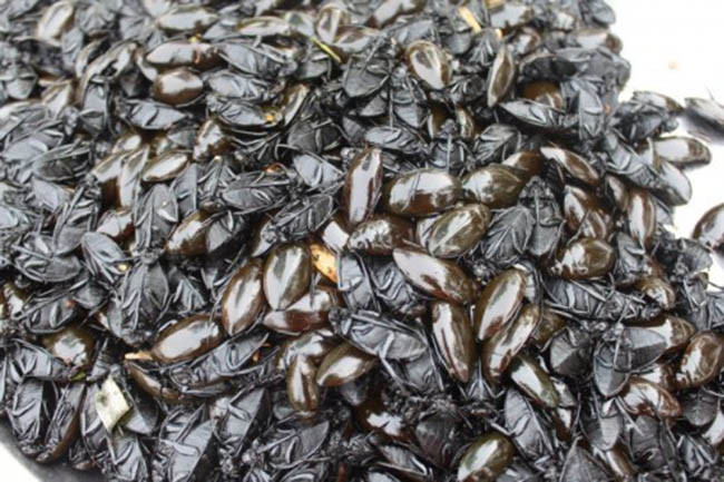 4. Bọ xít: Đa số thực khách không dám trải nghiệm món ăn kinh dị này dù rằng chúng đã được chiên giòn và không còn mùi hôi nữa.