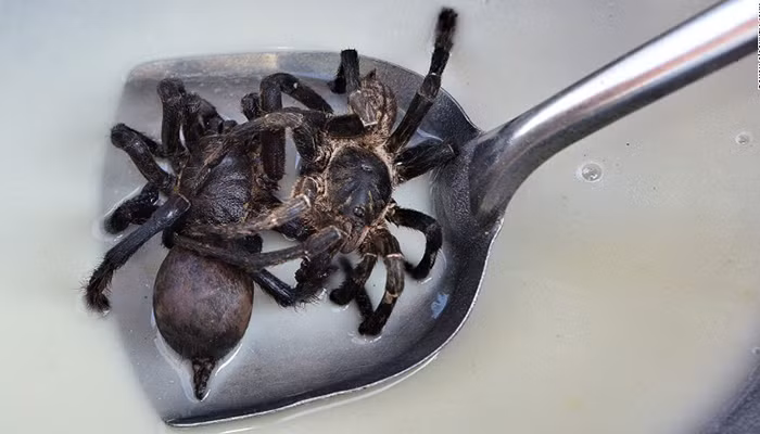 Skuon ở giữa Siem Reap và Phnom Penh là nơi có nhiều loài nhện tarantulas sinh sống. Du khách có thể dễ dàng mua món này dọc đường phố, hoặc nhà hàng Romdeng ở Phnom Penh.