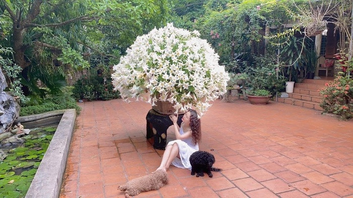 Nguong mo ba me Ha thanh cam binh hoa loa ken “khung” 2020 bong