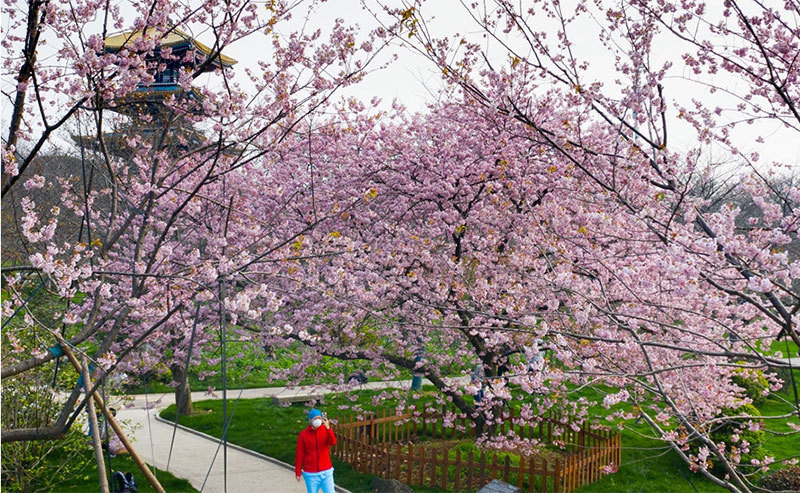 Cuoc tinh sinh ly tu biet cua co gai tre co ban trai qua doi o Vu Han