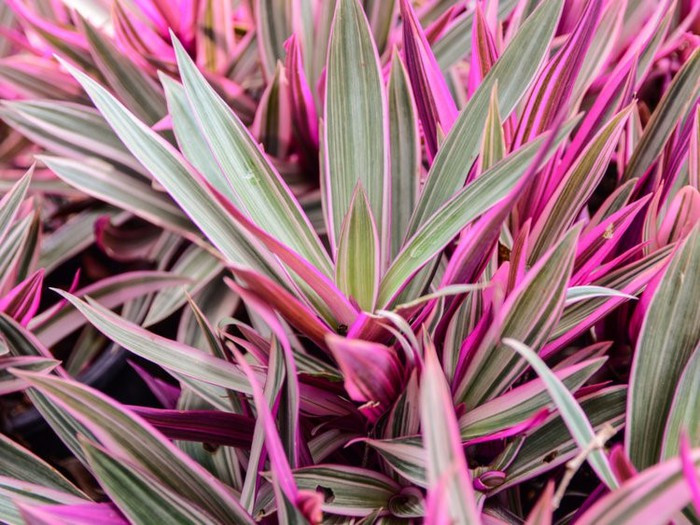 Cây huyết dụ: Trồng cây huyết dụ trong nhà là một trong những cách tốt nhất để hóa giải chất xylene, trichloroethylene và formaldehyde. Cây phát triển khá chậm, đòi hỏi nhiều ánh sáng và mọc khá cao. Ảnh: Shutterstock.