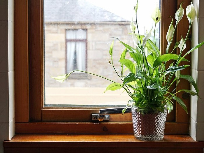 Cây lan Ý: Đây là cây cảnh lọc không khí tốt, thích nghi với môi trường có ít ánh sáng nhưng đòi hỏi phải tưới nước thường xuyên. Lan Ý thích hợp trồng trong chậu nhỏ trong nhà. Cây có thể lọc được benzene VOC, một chất gây ung thư có nhiều trong sơn, chất đánh bóng, sáp đánh bóng đồ nội thất. Nó cũng trung hòa aceton, formaldehyde và trichloroethylen, vốn được phát ra từ thiết bị điện tử, chất kết dính và chất tẩy rửa. Ảnh: Shutterstock.