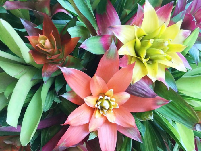 Cây Bromeliad: Đây là một loại cây thuộc họ nhà dứa. Cây có thể sống ở nhiều điều kiện thời tiết khác nhau. Điểm độc đáo của loại cây này là cây có ngồng hoa dài và có nhiều màu sắc khác nhau như màu vàng và màu đỏ. Cây Bromeliad có thể lọc sạch benzene trong không khí và hấp thụ đến 90% hóa chất. Ảnh: Shutterstock.