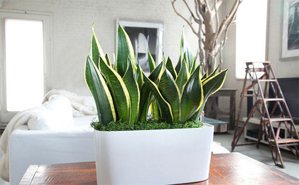 Cây lưỡi hổ: Loại cây này phát triển mạnh trong ánh sáng thấp. Vào ban đêm, nó hấp thụ carbon dioxide (CO2) và giải phóng oxy (một sự đảo ngược của quá trình tổng hợp oxy của hầu hết các cây). Ngoài việc làm giảm carbon dioxide, cây lưỡi hổ còn làm giảm formaldehyde, benzene trong không khí. 