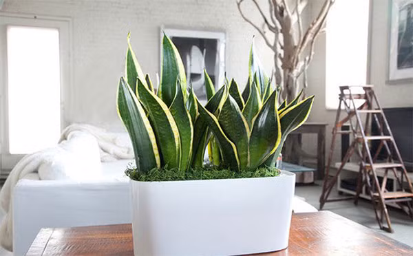 Cây lưỡi hổ: Loại cây này phát triển mạnh trong ánh sáng thấp. Vào ban đêm, nó hấp thụ carbon dioxide (CO2) và giải phóng oxy (một sự đảo ngược của quá trình tổng hợp oxy của hầu hết các cây). Ngoài việc làm giảm carbon dioxide, cây lưỡi hổ còn làm giảm formaldehyde, benzene trong không khí. 