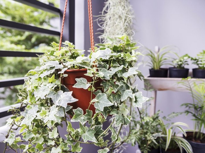 Thường xuân: Cây thường xuân (Ivy) có thể hấp thu benzen, carbon monoxide, formaldehyde và trichloroethylene. Đồng thời nó cũng giúp loại bỏ một số chất gây dị ứng, ví dụ như nấm mốc. Một điểm cộng nữa của loại cây này là nó có thể sinh trưởng tốt điều kiện ánh sáng kém. Ảnh: Shutterstock.