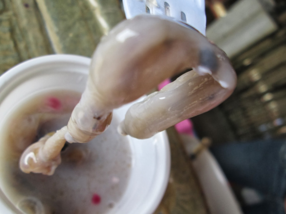 Tuy nhiên, với hình dáng giống giun, việc đưa tamilok vào miệng vẫn là thử thách đáng e ngại với nhiều người.