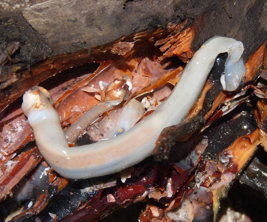 Để ăn món sâu gỗ sống, bạn phải đập thân gỗ để lấy con hà ra, làm sạch chúng rồi nhúng vào gia vị và ăn sống… trực tiếp.