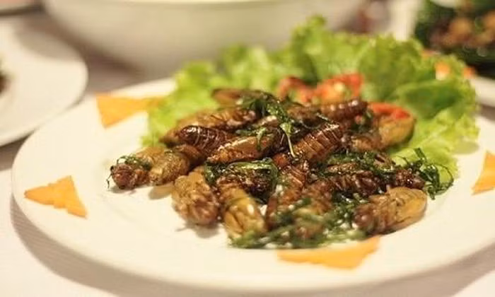 Nhộng ve sầu hay ve sầu non từ lâu đã trở thành món ăn khoái khẩu được dân nhậu khắp nơi săn lùng. Mỗi khi hè đến, người dân các tỉnh miền núi rộ lên phong trào đi bắt ve sầu lột xác kiếm cả triệu đồng mỗi đêm.