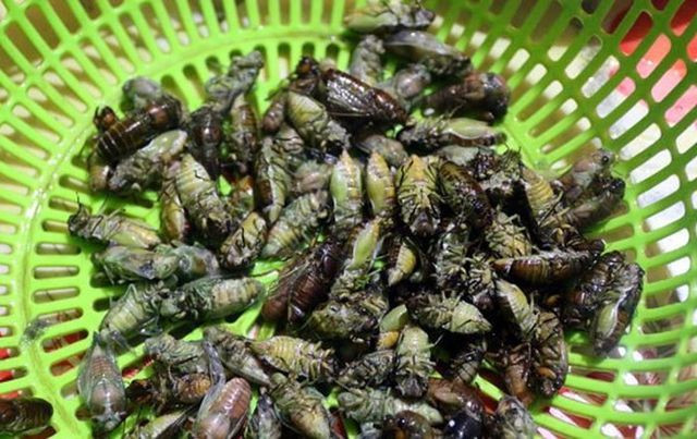 Nhộng ve bắt về phải chế biến liền, nếu không nhộng sẽ lột xác thành ve. Cách làm đơn giản nhất và cũng được ưa chuộng nhất là đem nhộng ve rửa sạch, để ráo rồi chiên giòn, cho thêm chút nước mắm, tiêu là có ngay một món ăn hấp dẫn. Cũng có thể nhúng nhộng ve qua một lớp bột rồi chiên xù tới khi có màu vàng là được.