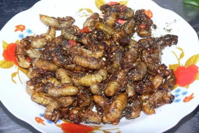 Ngoài ra, nhộng ve sầu còn có thể xào hành hay kho mặn đều ngon và bổ dưỡng. Ve sầu là một món hấp dẫn, nhưng người ăn cũng cần phải có hiểu biết khi thưởng thức món ăn này.