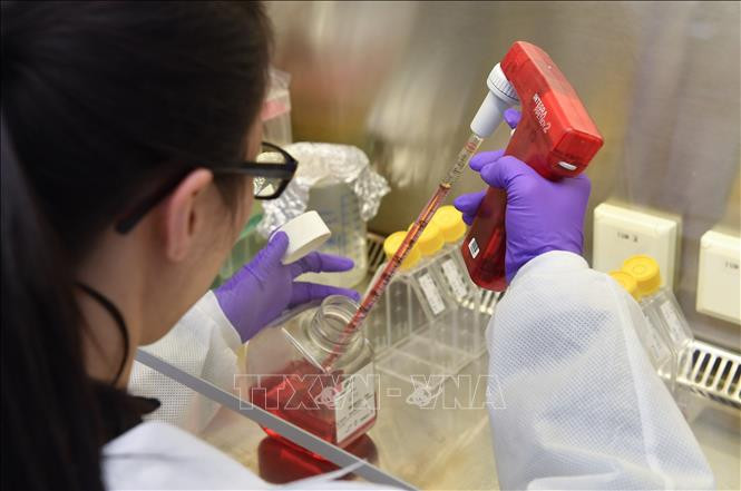 Theo phóng viên TTXVN tại Brussels, ngay từ những ngày đầu năm, phòng thí nghiệm của tiến sĩ Xavier Saelens đã thông báo về việc phát hiện một loại kháng thể đặc biệt có khả năng vô hiệu hóa virus gây bệnh Covid-19.