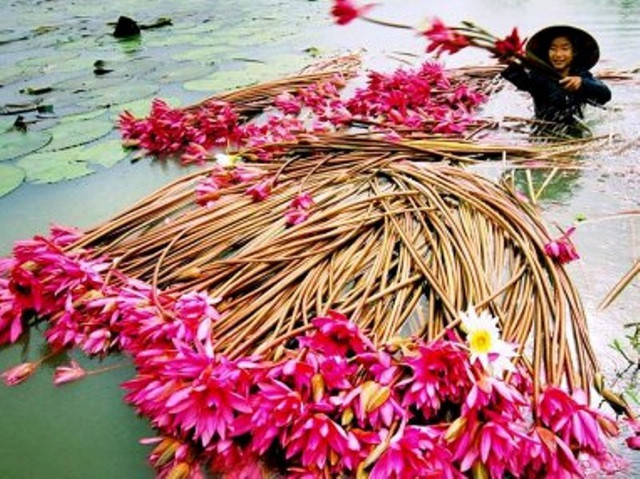 Có nhiều món ăn từ bông súng nhưng ngon nhất và nổi tiếng nhất là món mắm kho bông súng, gỏi bông súng, có kho bông súng.