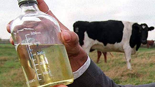 Gau Jal (nước tiểu bò): Loại đồ uống lạ nhất và cũng có phần ghê nhất chính là nước ngọt của Ấn Độ được làm từ nước tiểu của bò. Các nhà sản xuất khẳng định món uống này sẽ không có mùi nước tiểu bò mà rất thơm ngon và có khả năng cạnh tranh với các loại nước ngọt khác trên thị trường.