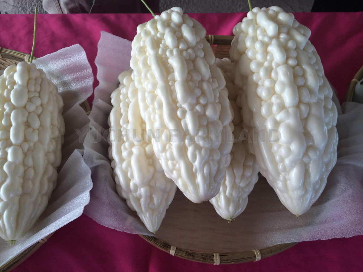 Loại mướp đắng màu trắng không phổ biến như mướp xanh và có giá cao hơn. Chúng được dùng nấu nhiều món, làm salad hay nước ép, sinh tố.