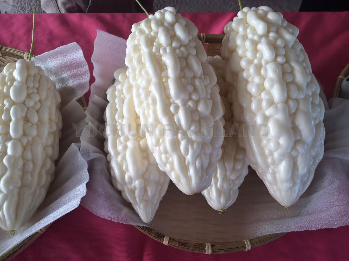 Loại mướp đắng màu trắng không phổ biến như mướp xanh và có giá cao hơn. Chúng được dùng nấu nhiều món, làm salad hay nước ép, sinh tố.