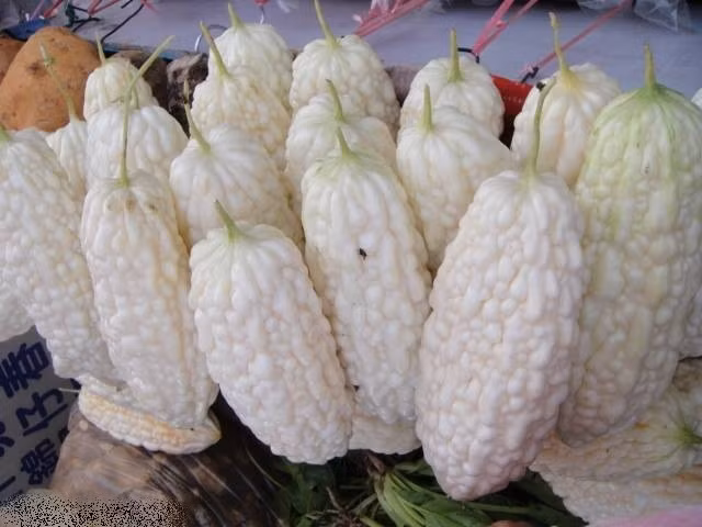 Okinawa (Nhật Bản) nổi tiếng với giống mướp đắng trắng thuần khi trái đã già. Chúng có vị đắng dịu đặc trưng và được ví như những viên ngọc trai trắng ngoài khơi Okinawa.