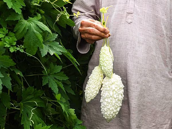 Người dân Nhật cho rằng vị đắng của mướp giúp kích thích vị giác cũng như giải nhiệt cơ thể. Do đó, đây là thực phẩm lý tưởng cho mùa hè.