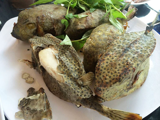 Nhìn vẻ bên ngoài, loài cá xấu xí này trông khá dữ dằn nhưng thịt lại chắc, không tanh, ngọt, thớ thịt không chỉ dai mà còn béo nên được nhiều thực khách ưa thích.