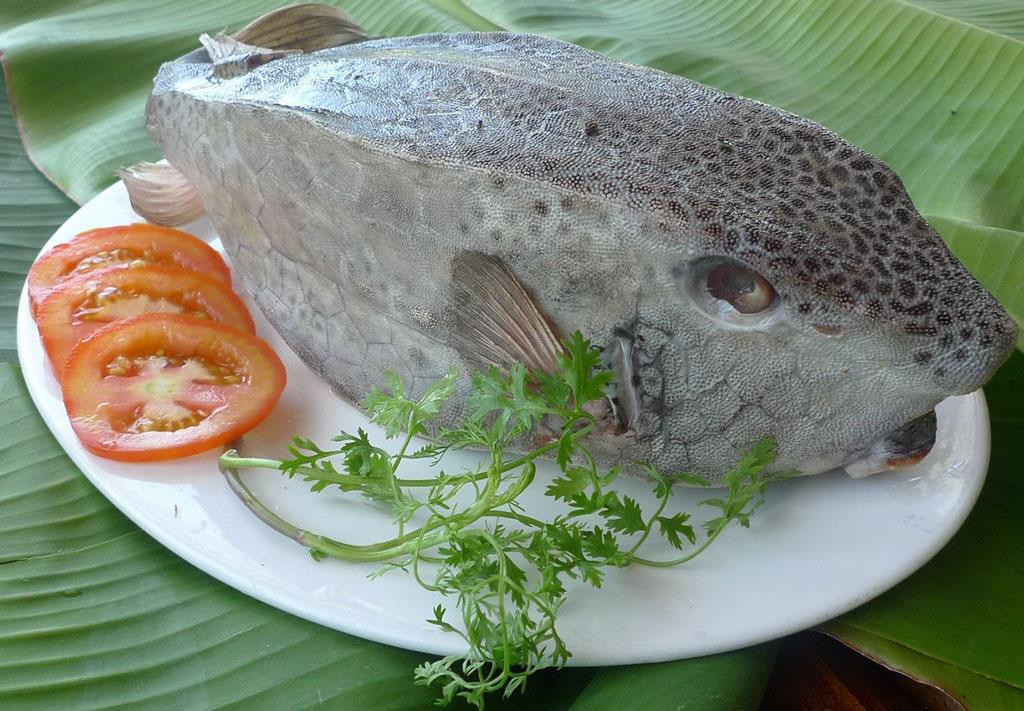 Thân hình cá núc ních gần như không di chuyển được nhiều nên sức nặng đặt cả vào cái đuôi ngúc ngắc cùng bộ vây bé xíu ve vẩy hai bên nên khi bơi trông khá buồn cười. Tuy nhiên chế biến, thịt cá vô cùng đặc biệt, trắng như thịt gà, chỉ có xương sống và không có chiếc xương dăm nào.