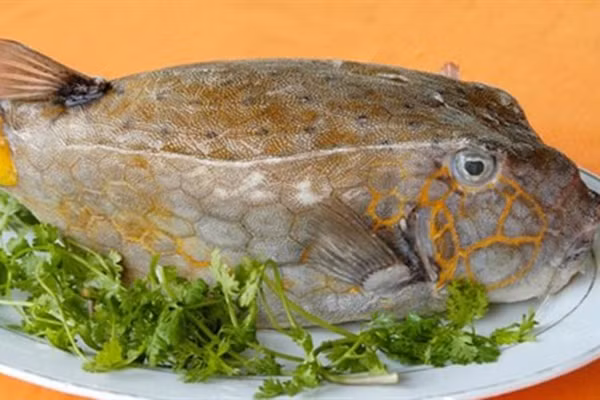 Và cũng bởi chất thịt ngon mà cá bò hòm được khéo léo chế biến thành nhiều món ngon khác nhau như cá bò hòm nướng muối ớt, cá bò hòm hấp, cá bò hòm nướng mọi,…