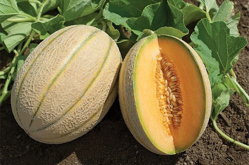 Dưa gang: Ngoài đặc điểm giàu nước và chất khoáng, dưa gang còn giải nhiệt rất hiệu quả cho cơ thể, rất thích hợp cho bệnh nhân sốt xuất huyết.