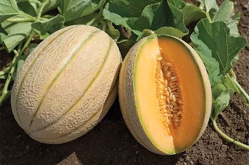 Dưa gang: Ngoài đặc điểm giàu nước và chất khoáng, dưa gang còn giải nhiệt rất hiệu quả cho cơ thể, rất thích hợp cho bệnh nhân sốt xuất huyết.